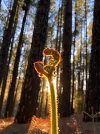 Close-up of leaf on tree trunk