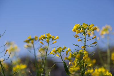 Close-up of yellow flowering plant against sky