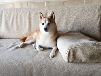 Portrait of dog lying on sofa at home