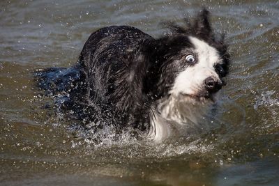 Wet dog in water