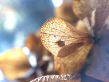 Close-up of butterfly