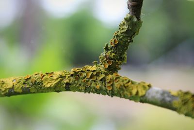 Close-up of moss on branch