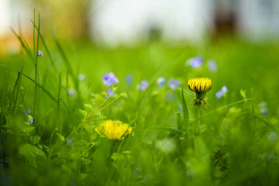 Close-up of yellow flowering plant on field