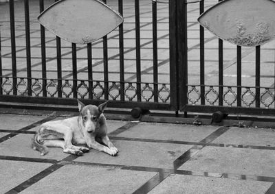 High angle view of dog sitting on footpath