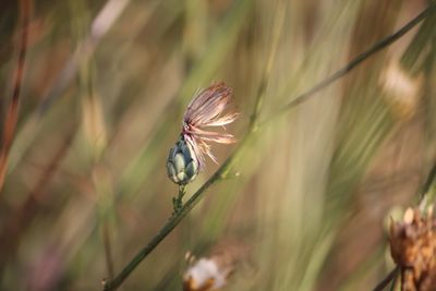 Close-up of butterfly pollinating on plant