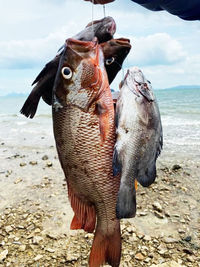 Close-up of fish on beach