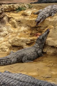 Lizard on rock