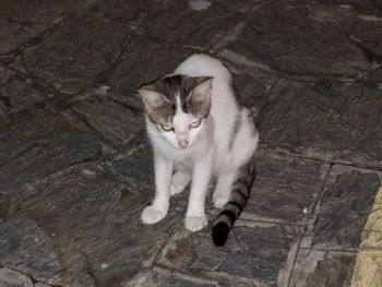 High angle portrait of cat on floor