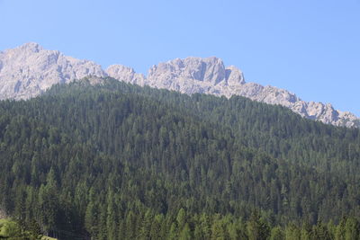 Scenic view of pine trees against sky