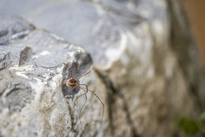 Close-up of spider on rock