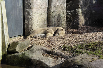 Cat sleeping on rock