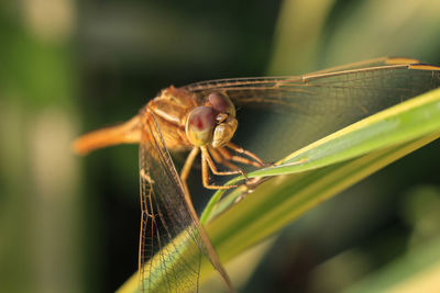 Close-up of dragonfly on leaf