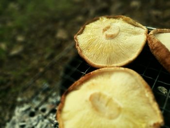 Close-up of mushroom