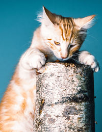 Close-up of a cat on a branch 