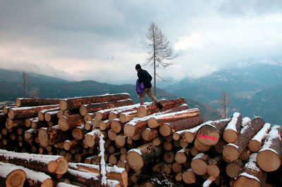 Stack of logs in forest