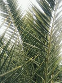 Low angle view of tree