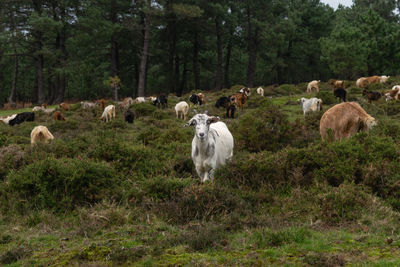 Portrait of a young white goat looking at the camera. galicia - spain