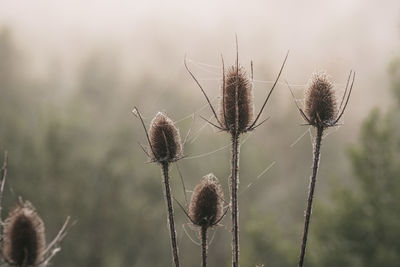 Close-up of dried plant on field