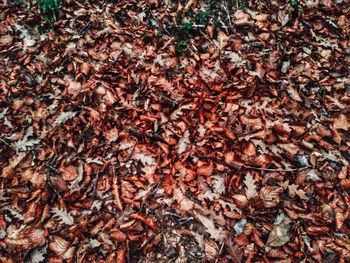 Full frame shot of leaves