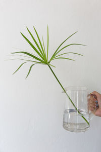 Cropped hand holding plant in jug against wall