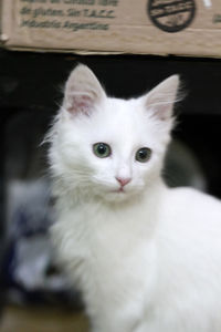 Close-up portrait of white cat
