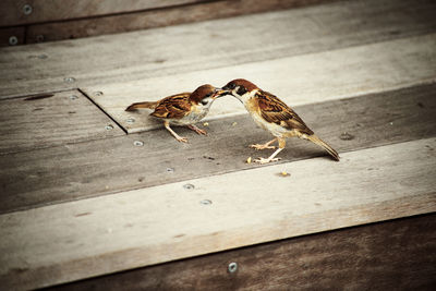 Close-up of birds eating