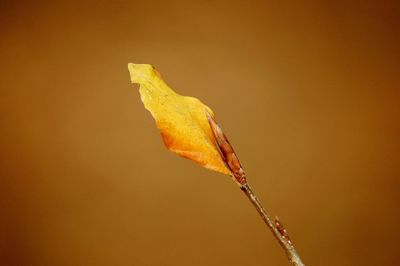 Close-up of dry leaves on plant during autumn