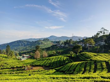 The expanse of green tea plantations is like a rug against a bright blue sky background