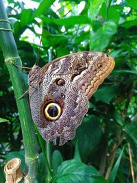 Close-up of butterfly on leaf