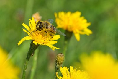 Close-up of bee pollinating on yellow flower