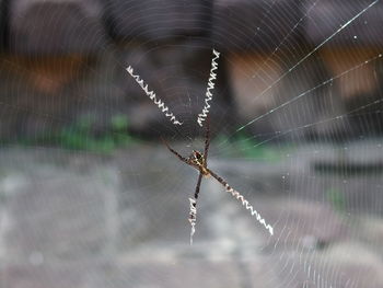 Close-up of spider web