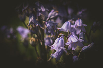 Close-up of purple flowering plants