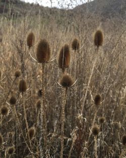 View of thistle