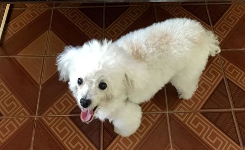 High angle view of white dog on floor