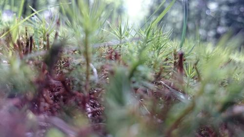 Close-up of plant against blurred background