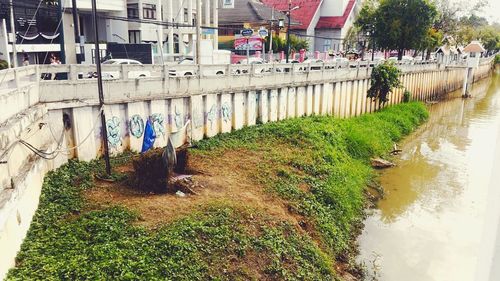 Plants in front of building