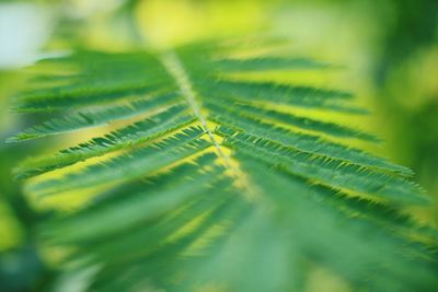 Close-up of fern leaves