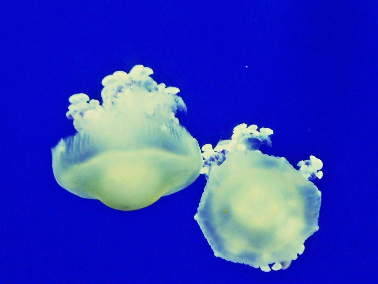 blue, sea, water, swimming, sea life, underwater, jellyfish, marine, no people, animal themes, close-up, nature, animal, animal wildlife, invertebrate, animals in the wild, studio shot, tank, aquarium, undersea, blue background, outdoors, floating on water