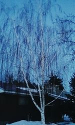 Low angle view of bare trees against sky during winter