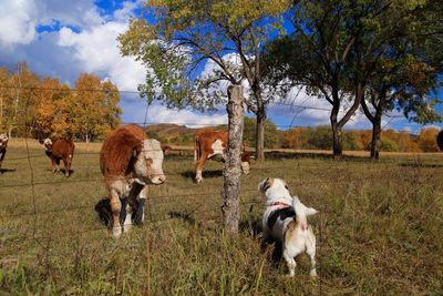 Dog greeting a cow through the fence