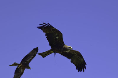 Bird flying in a blue sky