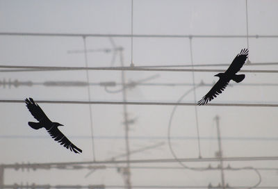 Close-up of eagle flying