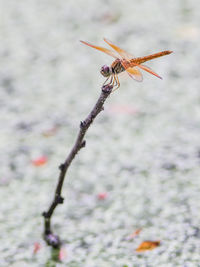 Close-up of insect on plant