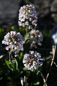 Close-up of white flowering plant on field