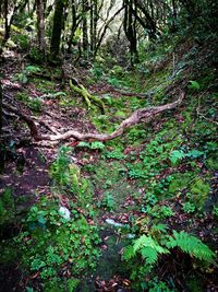 Trail amidst trees in forest