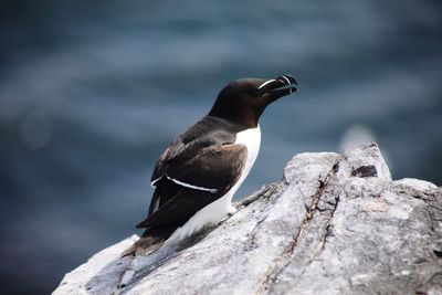 Close-up of bird perching on rock