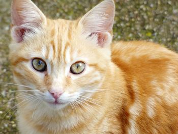 Close-up portrait of cat