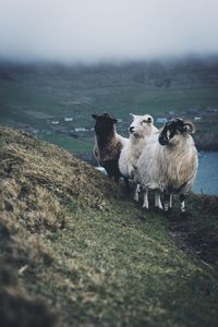 Sheep on field against sky