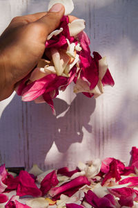 Close-up of pink flowers