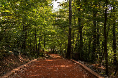 Dirt road amidst trees in forest